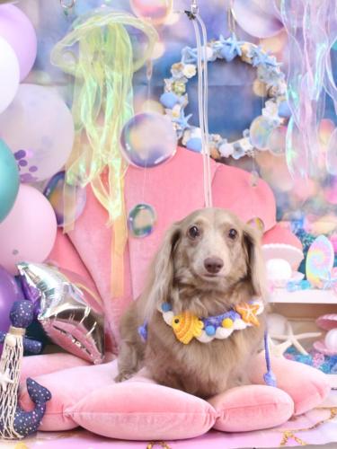 20240802ぺこちゃん